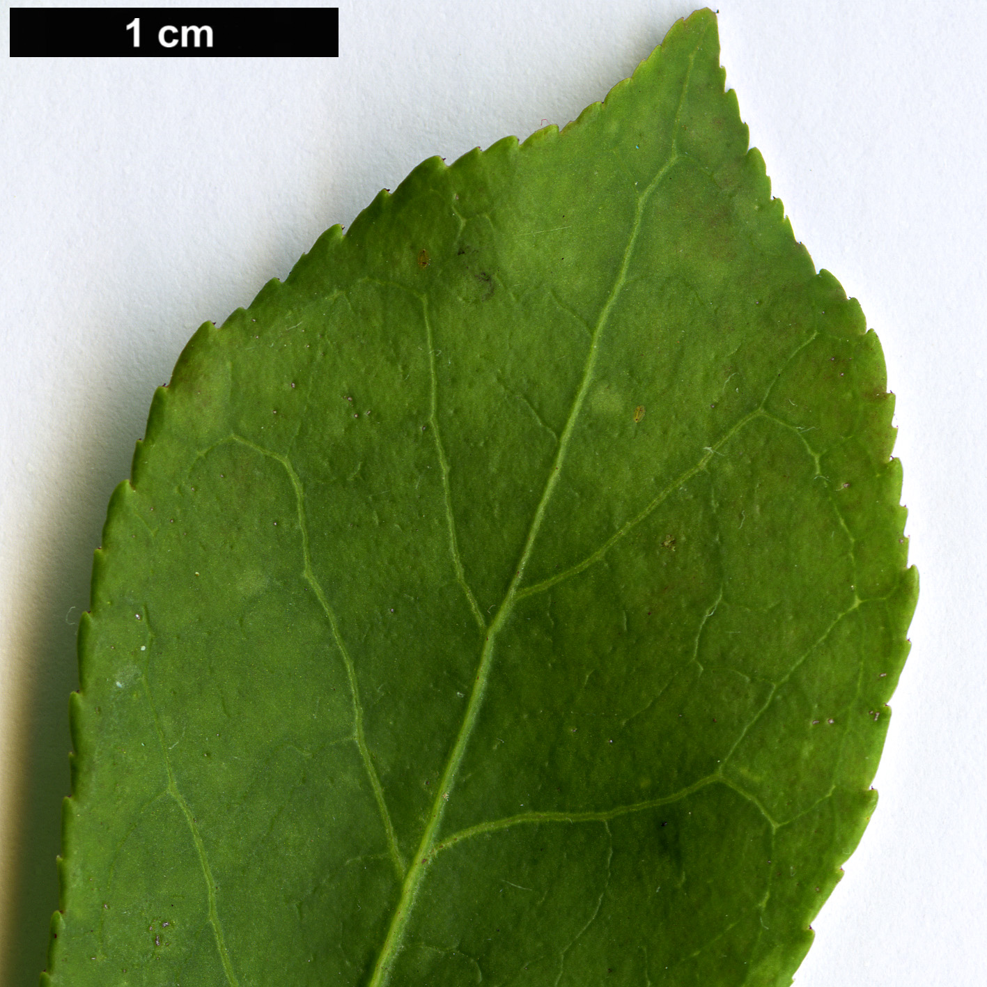 High resolution image: Family: Celastraceae - Genus: Euonymus - Taxon: alatus - SpeciesSub: var. aptera